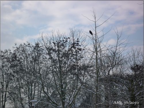 Corbeau