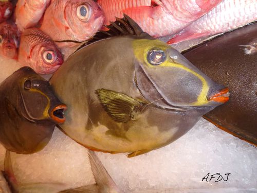 Poisson-chirurgien.jpg