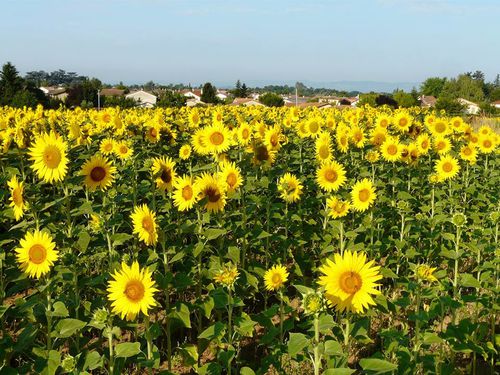 les-tournesols.jpg
