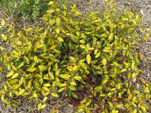 elaeagnus-egengei-eleador.jpg