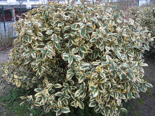 elaegnus-x-ebbingei--gilt-edge-.jpg
