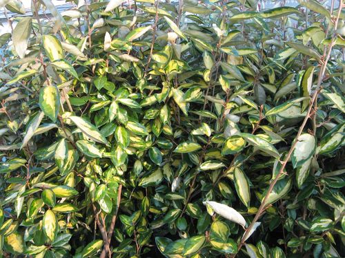 eleagnus--x-ebbingei--limeligt-.jpg
