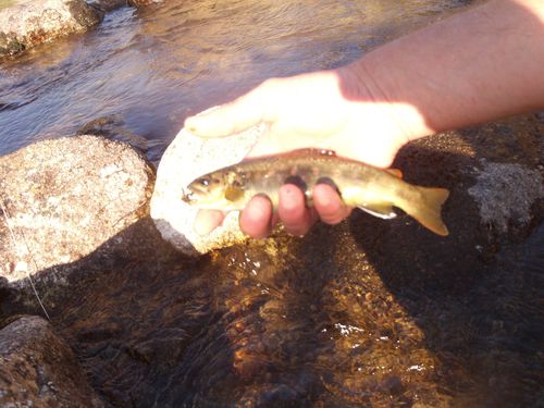 Peche mouche, truite de lozère