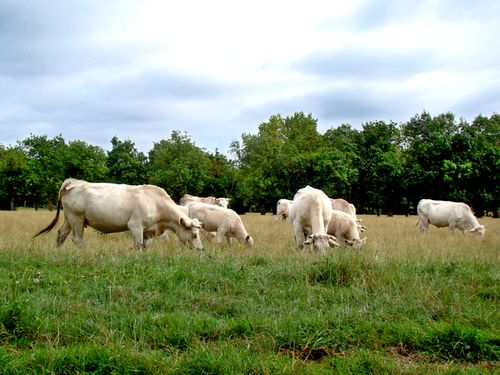 25146-Boeufs-du-Marais-poitevin.jpg