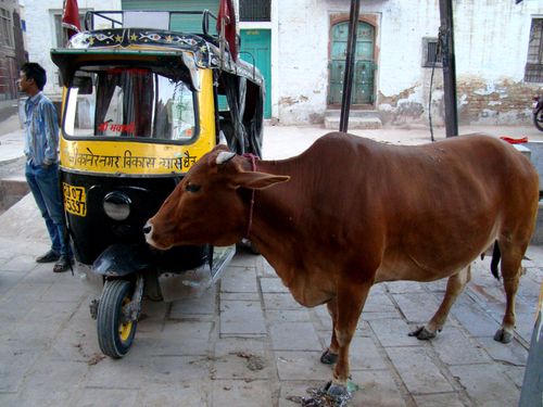 26110-BIKANER-Tuk-Tuk-et-vache-sacree.jpg