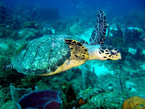 3616-Tortue-en-action-de-nage.jpg