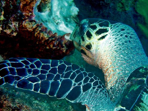3644-Tortue-gourmande-.jpg