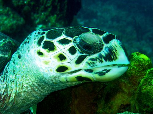 rencontre ami guadeloupe