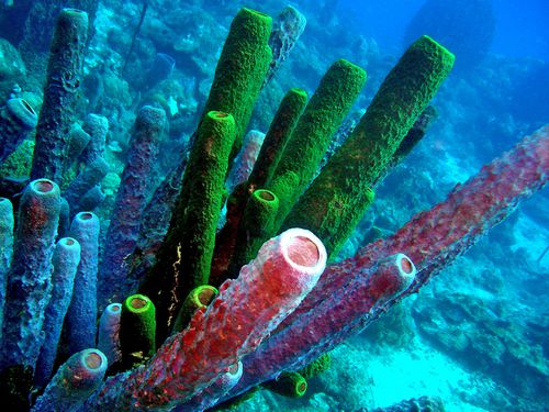 3751-EPONGES-Tubes-tricolores-.jpg