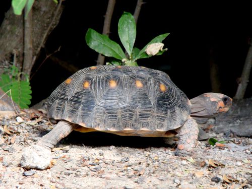 21917-Tortue-SAINT-BARTH.jpg