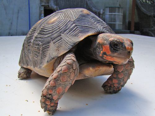 21918-Tortue-SAINT-BARTH.jpg