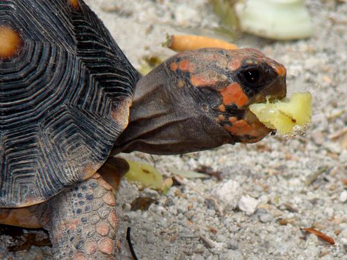 21927-Tortue-SAINT-BARTH.jpg