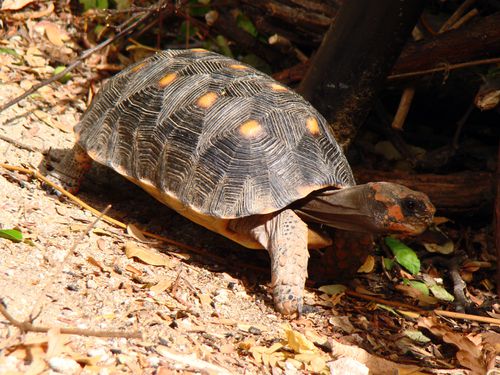 21938-Tortue-SAINT-BARTH.jpg
