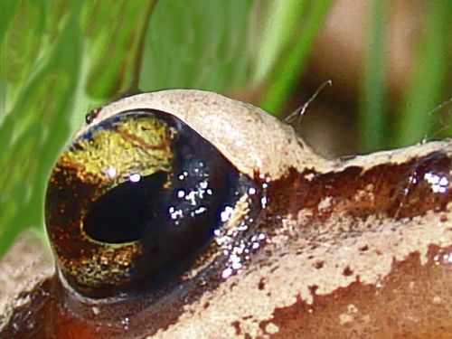 2871-L-oeIL-de-grenouille.jpg
