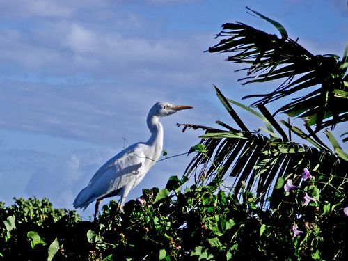 2690-HERON-Pik-Boeuf.jpg