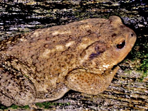 2997 CRAPAUD