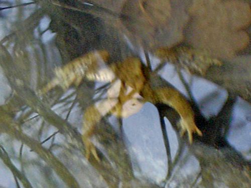 7402-CRAPAUD.jpg