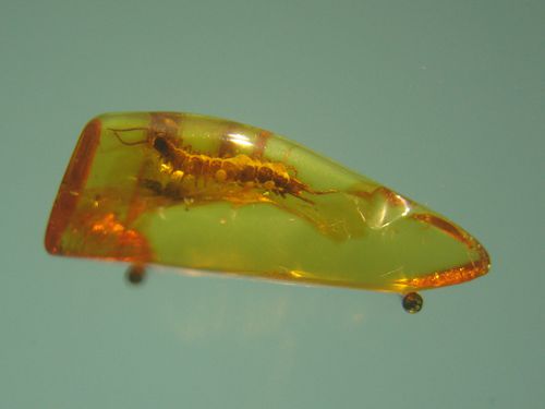 13805-Insecte-bloc-ambre-MALBORK.jpg