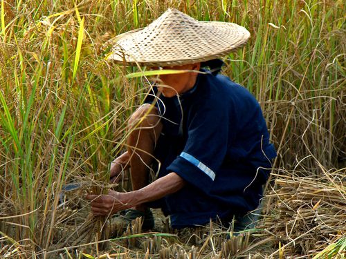 1155-PHUC-SEN-Vietnam.jpg