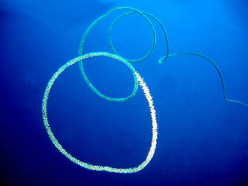 5060-CORAIL-Fil-de-Fer.jpg