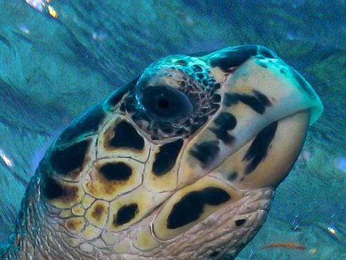 3643-TORTUE-a-la-loupe.jpg
