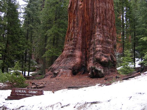 0090-Sequoia-Gal-GRANT-.jpg