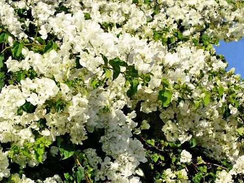 0119-Bougainvillees-blanches.jpg