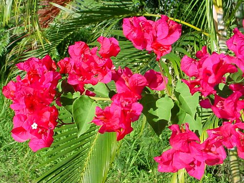 0121 Bougainvillées rouges