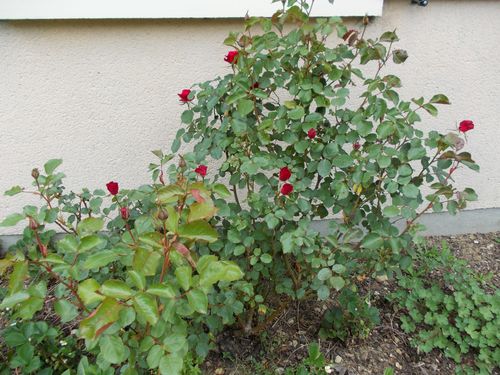 Jardin 07-05-2014-Mamigoz (18)