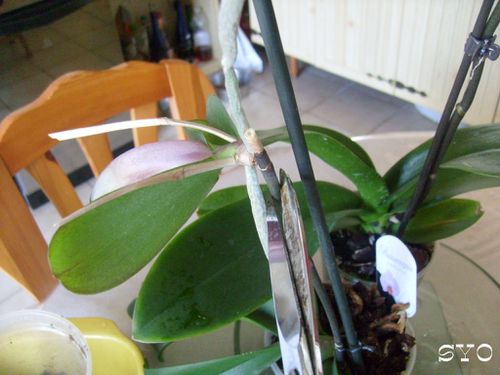 Boutourage--orchidee-mamigoz--1-.JPG