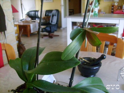 Boutourage--orchidee-mamigoz.JPG