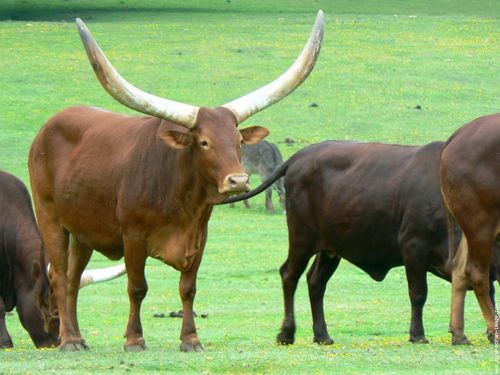 Boeuf longues cornes