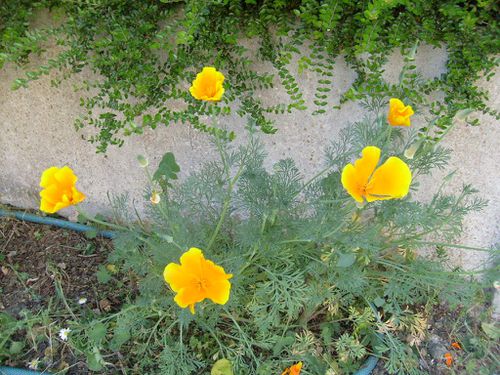 Jardin-Pâques 2011-Chez-Mamigoz (15)