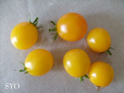 Tomate cerise en Physalis-Mamigoz (1)