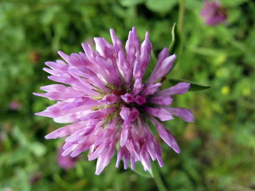 trefle-fleurs.jpg