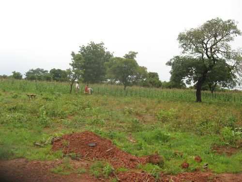 Campagne-agricole-2012-2013-du-projet-Wurodinisso-0069.JPG