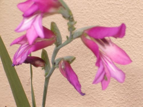 IMGP2789.JPG