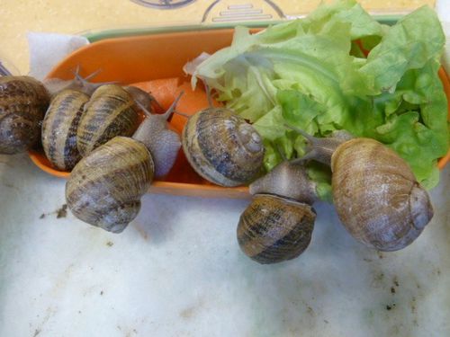 escargots.jpg