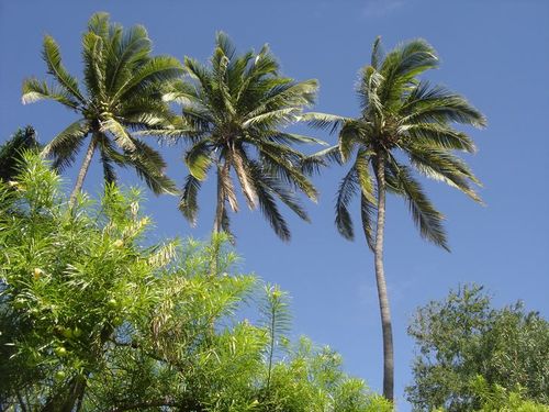 cocotiers