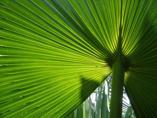 palme-latanier-vert