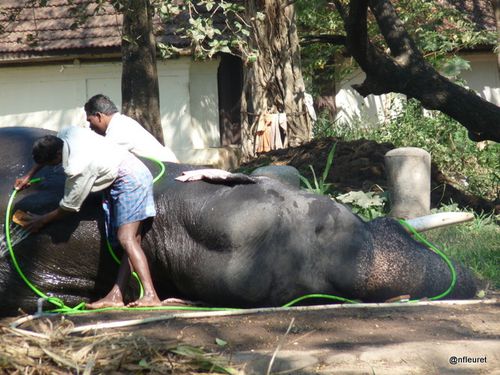 24 O1 TOILETTE ELEPHANTS 048