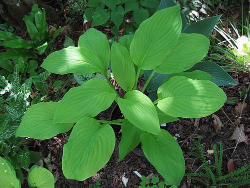 hosta Granary Gold 30 mai 12