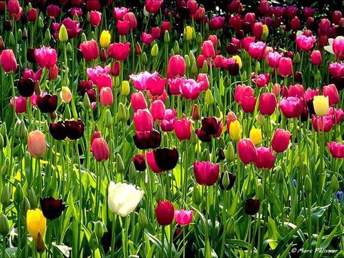 jardin_tulipes.jpg