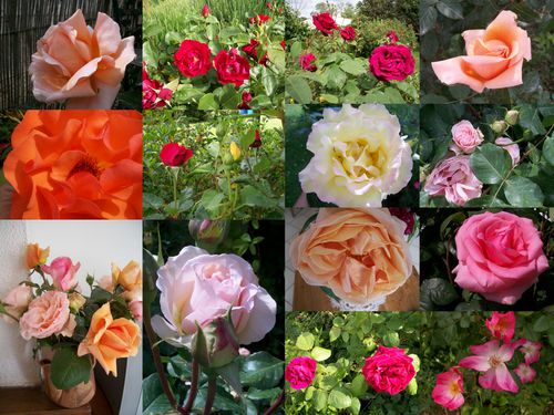 roses de mon jardin mai 2010