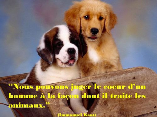 Chiens-2.jpg