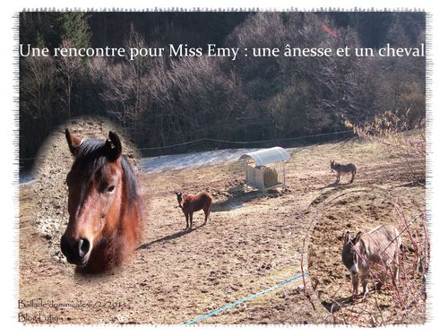 2 ane et cheval pour emy