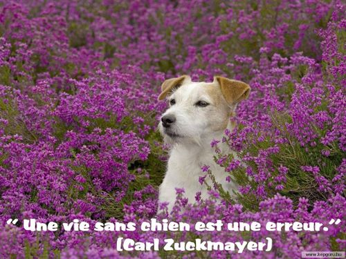 chien champ fleur