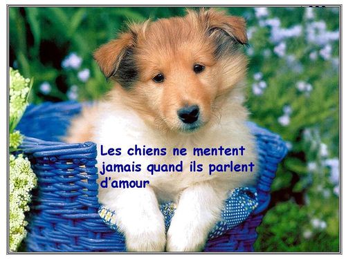 chiens 3 A