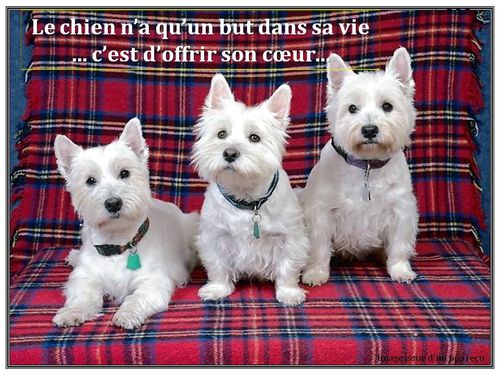 chiens 3 B