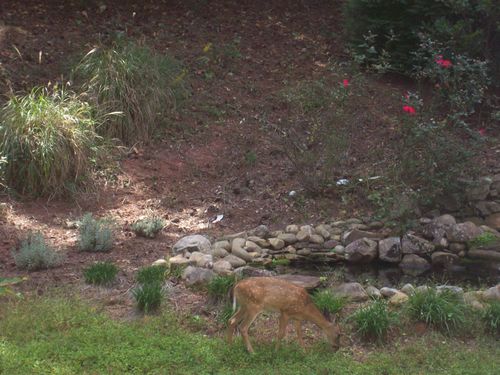 Deer (4)